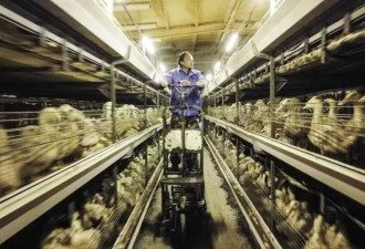 一只“北京鸭”，为何让欧盟如此焦虑