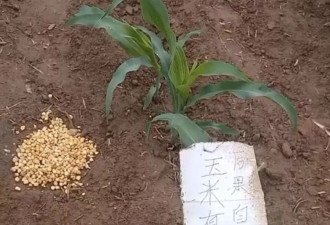 465起农田撒药案：毒死牲畜的罚与罪