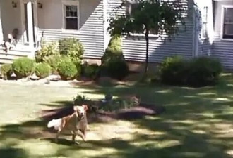 Google街景搜老家!她见"已逝爱犬快乐奔跑"一秒泪崩