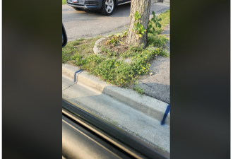家门口地面突然冒出蓝线: 万锦屋主有点慌! 网友揭秘!