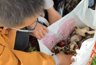 女子摘野生菌偶遇热心小孩帮其甄别毒蘑菇，当事人回应