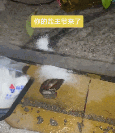 危险的非洲大蜗牛正在扩张，中国北方也可能失守