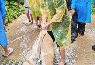 广西暴雨 孤岛小区500业主死守3昼夜 保住千辆车