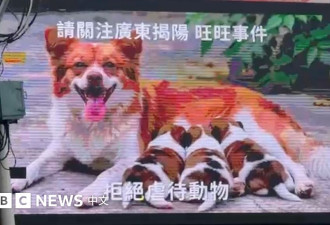 从孙志刚到旺旺：一次不会发生的立法跃进