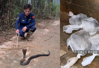 福建救援员二赴广西灾区 徒手日捕20条毒蛇