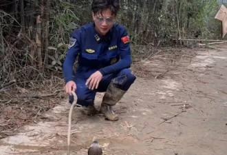 福建救援员二赴广西灾区 徒手日捕20条毒蛇