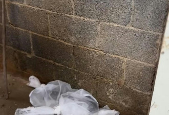 福建救援员二赴广西灾区 徒手日捕20条毒蛇