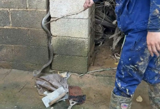 福建救援员二赴广西灾区 徒手日捕20条毒蛇