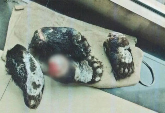 男子将4只熊掌当人情，6名涉案人员被警方抓获