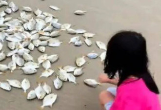 台风过境现奇景！海滩“遍地金鲳鱼”2小时爽捡50kg 官方急示警