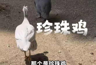 胡静吉隆坡生活曝光！朱兆祥为她建私人牧场